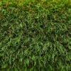 gazon synthétique 30 mm 25 x 4 m pâturages